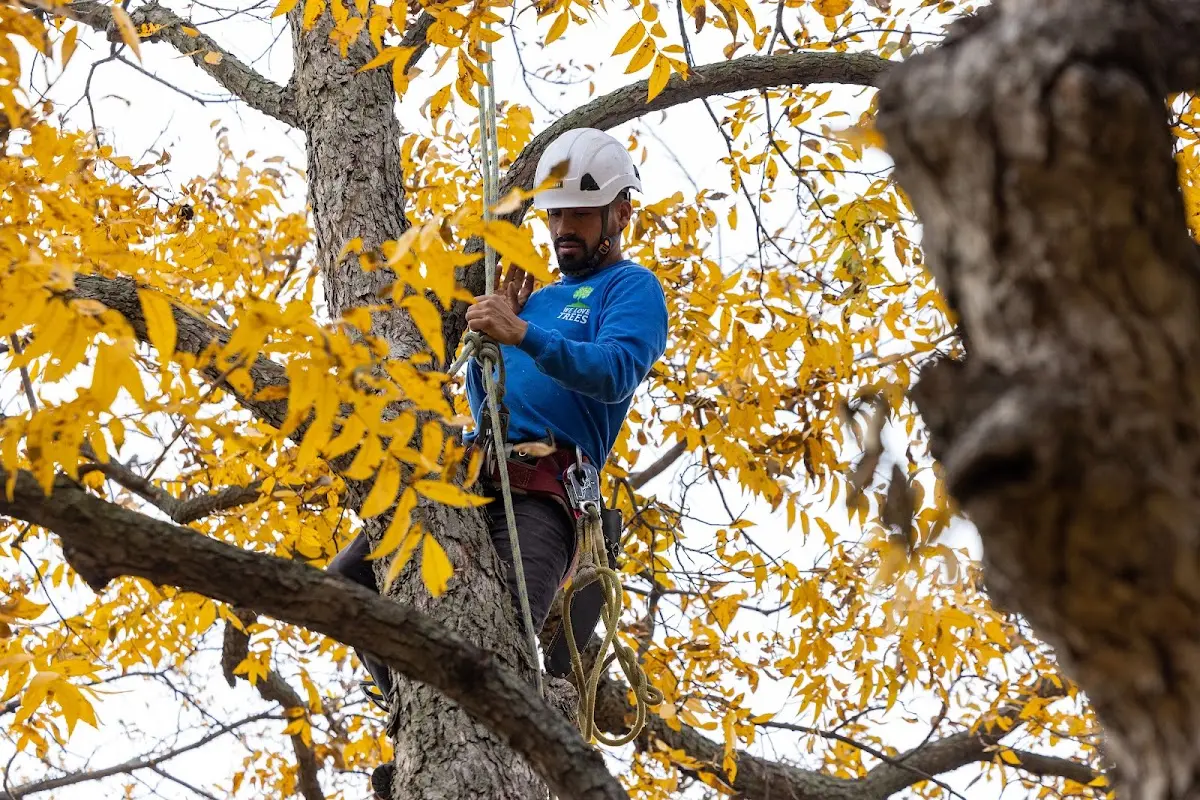 Skilled Tree Transplanting crew working in Keene