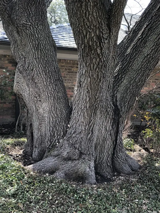 Mature heritage tree close to a Keene property cared for by certified arborists